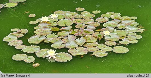 Nymphaea Chromatella