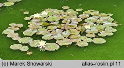 Nymphaea hort. Chromatella
