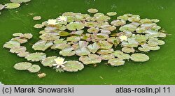 Nymphaea Chromatella