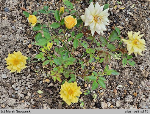 Rosa hort. Golden Sun
