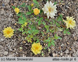 Rosa hort. Golden Sun