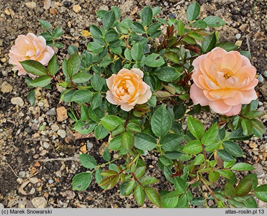 Rosa hort. Orange Improved
