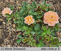 Rosa hort. Orange Improved