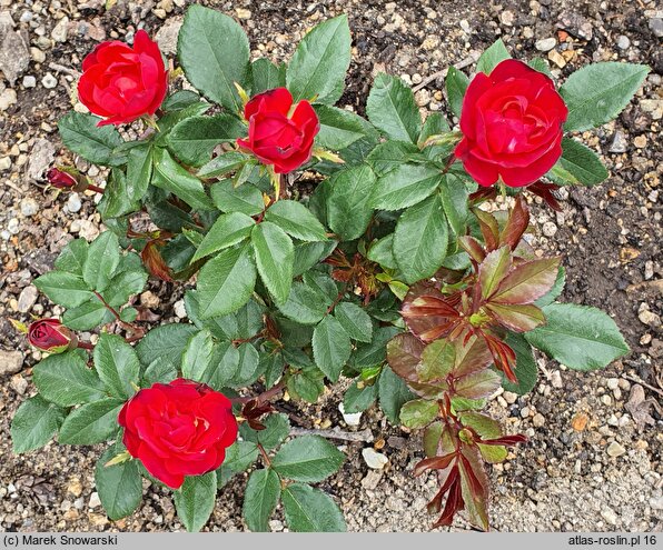Rosa hort. Zepeti