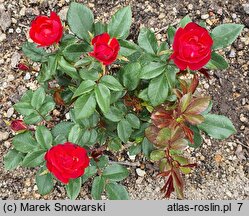 Rosa hort. Zepeti