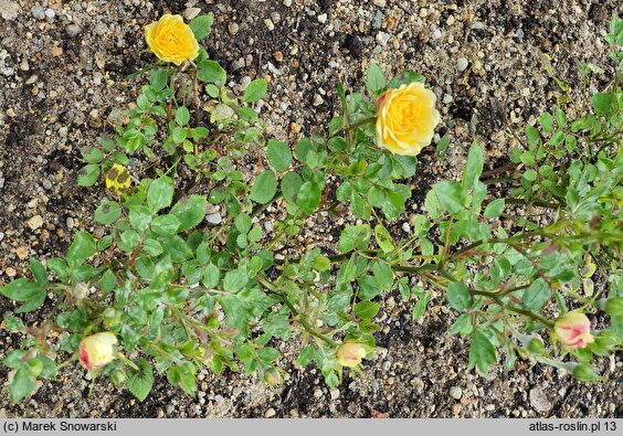 Rosa hort. Fairy Gold