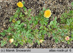 Rosa hort. Fairy Gold