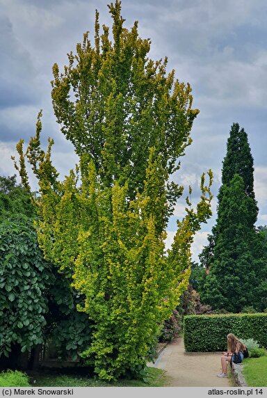 Ulmus ×hollandica Wredei