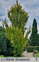 Ulmus ×hollandica Wredei