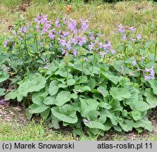 Betonica macrantha (czyściec wielkokwiatowy)