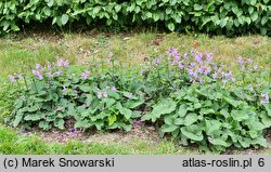 Betonica macrantha (czyściec wielkokwiatowy)