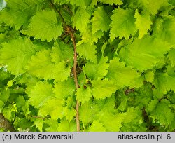 Ulmus ×hollandica Wredei