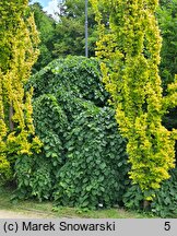 Ulmus glabra Pendula