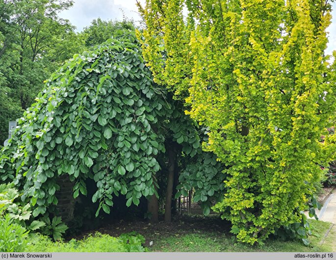 Ulmus glabra Pendula