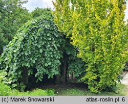 Ulmus glabra Pendula