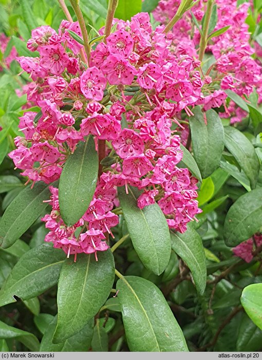 Kalmia angustifolia (kalmia wąskolistna)