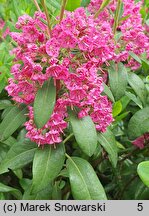 Kalmia angustifolia (kalmia wąskolistna)