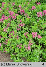 Kalmia angustifolia (kalmia wąskolistna)