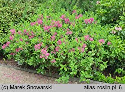 Kalmia angustifolia (kalmia wąskolistna)