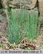 Allium pskemense (czosnek pskemski)