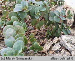 Hylotelephium cauticola (rozchodnik naskalny)