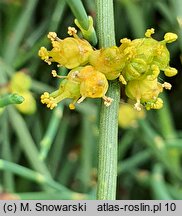 Ephedra distachya (przęśl dwukłosowa)