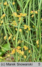 Ephedra distachya (przęśl dwukłosowa)