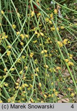 Ephedra distachya (przęśl dwukłosowa)