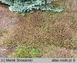 Blechnum penna-marina (podrzeń nadmorski)