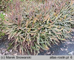 Blechnum penna-marina (podrzeń nadmorski)