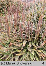 Blechnum penna-marina (podrzeń nadmorski)