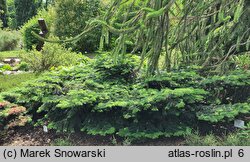 Abies amabilis Spreading Star