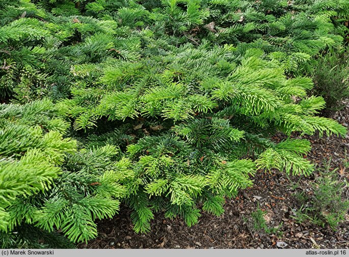 Abies amabilis Spreading Star