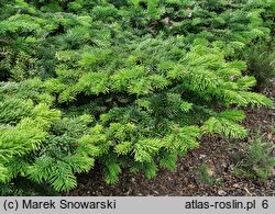 Abies amabilis Spreading Star