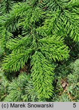 Abies amabilis Spreading Star