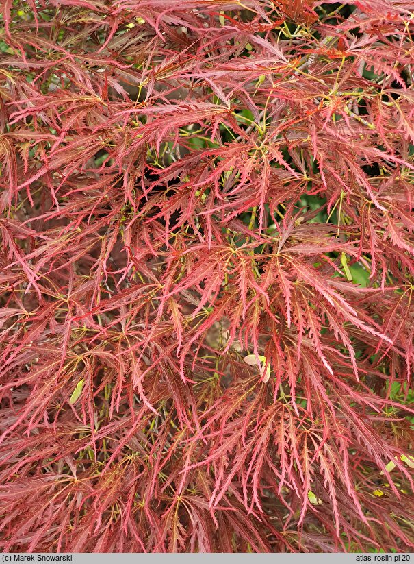 Acer palmatum Dissectum Ornatum