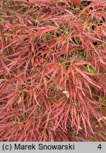 Acer palmatum Dissectum Ornatum