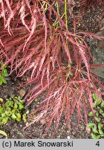 Acer palmatum Dissectum Ornatum