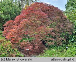 Acer palmatum Dissectum Ornatum