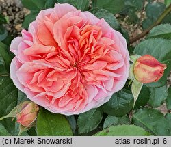 Rosa hort. Chippendale