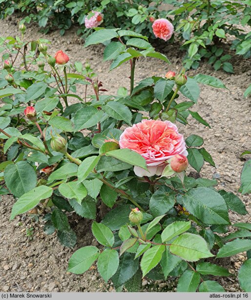 Rosa hort. Chippendale