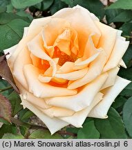 Rosa hort. Nette Ingeborg