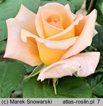 Rosa hort. Nette Ingeborg