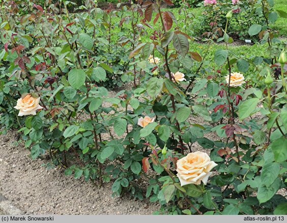 Rosa hort. Nette Ingeborg