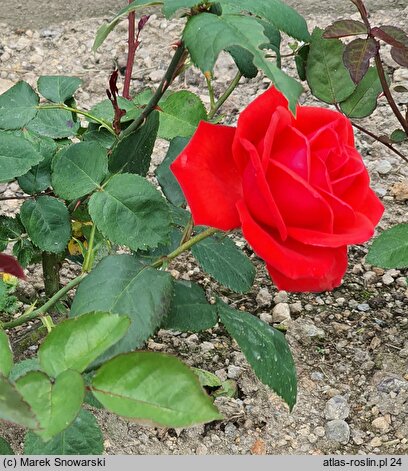 Rosa hort. Komet