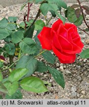 Rosa hort. Komet