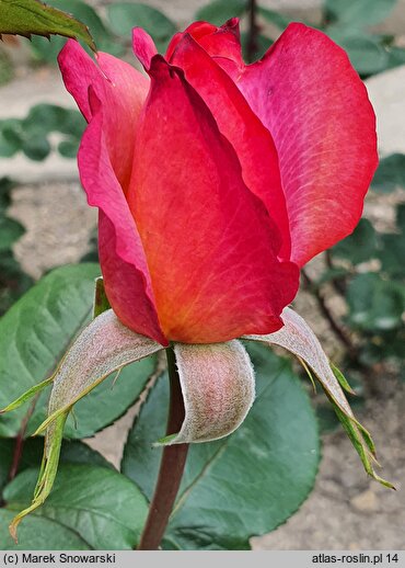 Rosa hort. Aquarius
