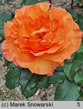 Rosa hort. Doris Tysterman