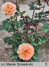 Rosa hort. Doris Tysterman