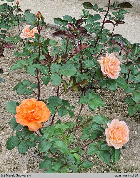 Rosa hort. Doris Tysterman